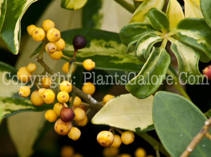 PGC-S-Schefflera-actinophylla-aka-Umbrella-Tree-0214-1