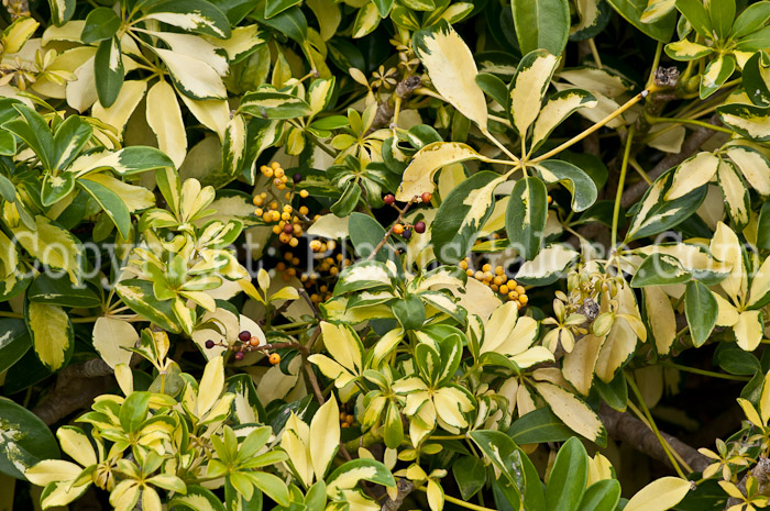 PGC-S-Schefflera-actinophylla-aka-Umbrella-Tree-0214-2