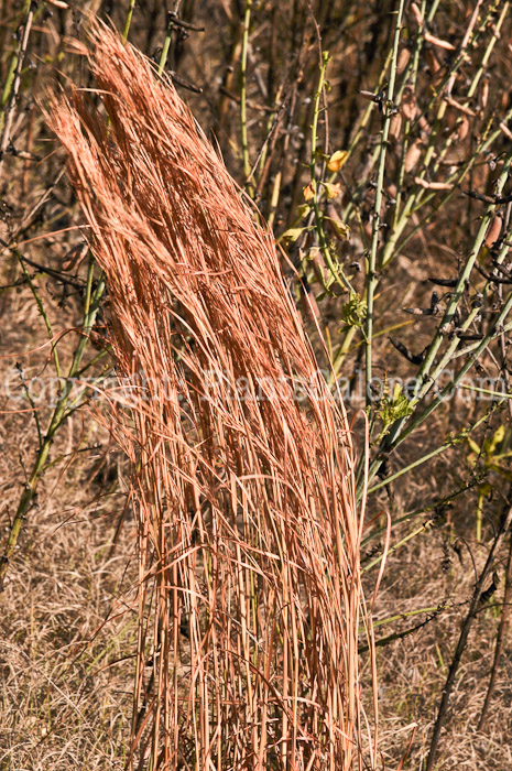 PGC-G-Schizachyrium-scoparium-aka-Little-Bluestem-2