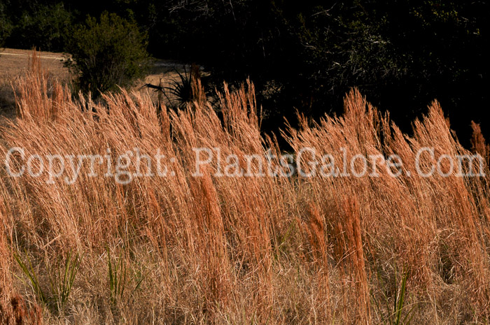 PGC-G-Schizachyrium-scoparium-aka-Little-Bluestem-3