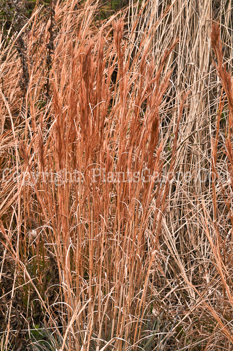 PGC-G-Schizachyrium-scoparium-aka-Little-Bluestem-4