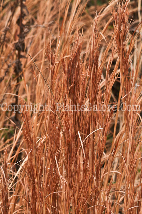 PGC-G-Schizachyrium-scoparium-aka-Little-Bluestem-5