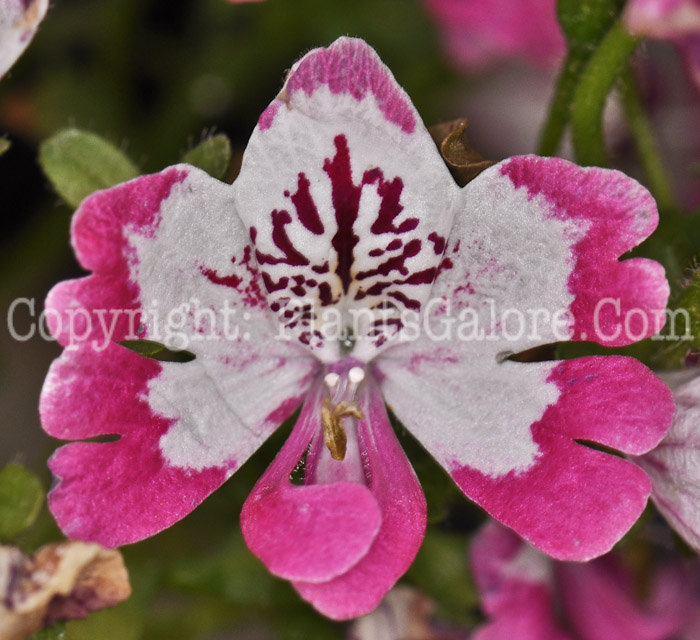 PGC-A-Schizanthus-Deep-Rose-Bicolor-2010-002