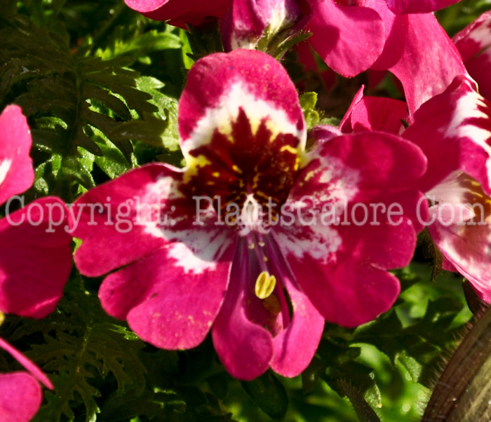PGC-A-Schizanthus-Deep-Rose-Bicolor-2010-005