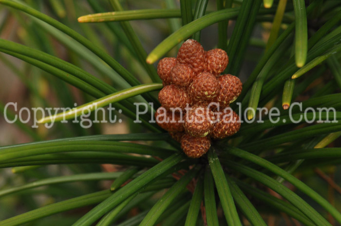 PGC-T-Sciadopitys-verticillata-aka-Japanese-Umbrella-Pine-1