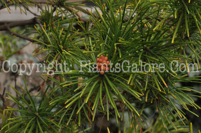 PGC-T-Sciadopitys-verticillata-aka-Japanese-Umbrella-Pine-2