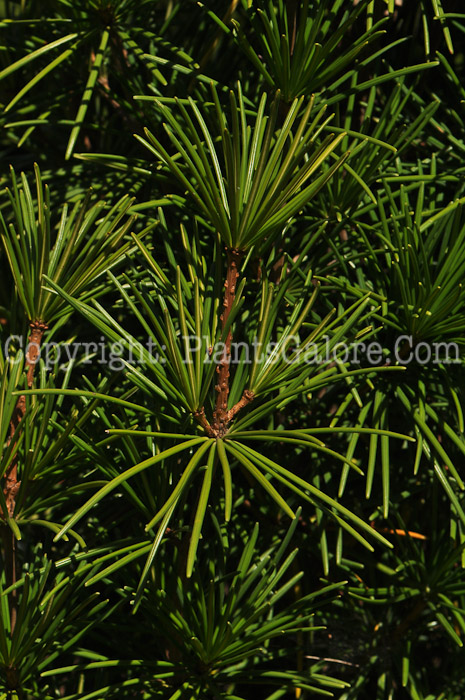 PGC-T-Sciadopitys-verticillata-aka-Japanese-Umbrella-Pine-3