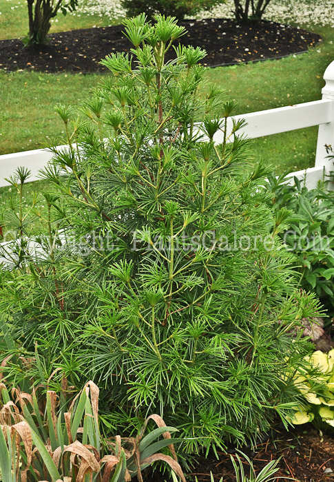 PGC-T-Sciadopitys-verticillata-aka-Japanese-Umbrella-Pine-5