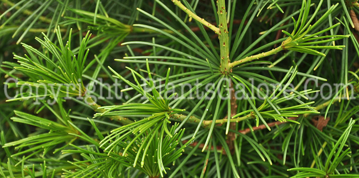 PGC-T-Sciadopitys-verticillata-aka-Japanese-Umbrella-Pine-6