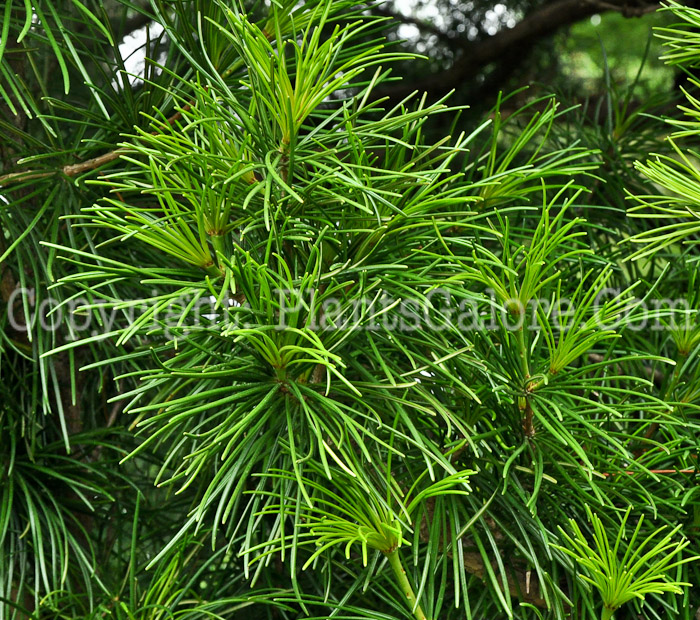 PGC-T-Sciadopitys-verticillata-aka-Japanese-Umbrella-Pine-8