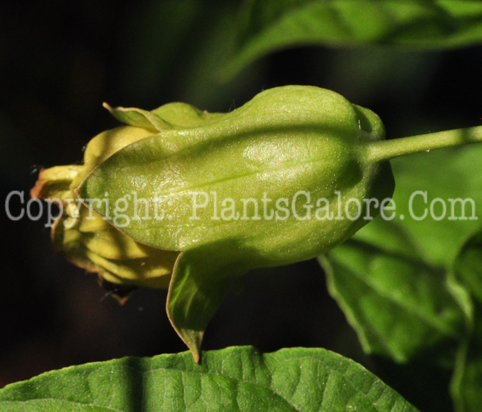 PGC-P-Scopolia-japonica-aka-Japanese-Belladonna-513-2