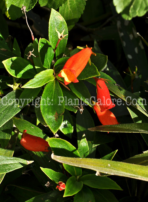 PGC-P-Seemannia-sylvatica-aka-Goldfish-Plant-1