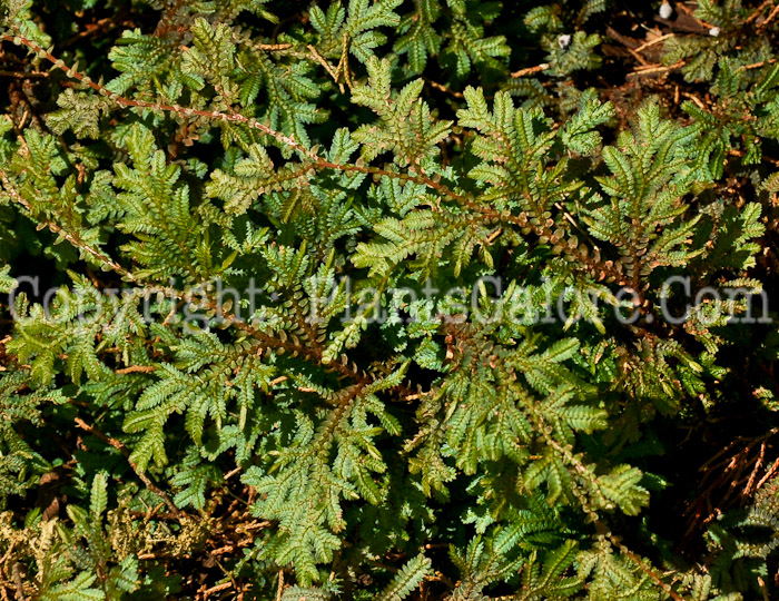 PGC-F-Selaginella-uncinata-06-12-1