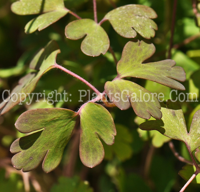 PGC-P-Semiaquilegia-ecalcarata-aka-False-Columbine-2