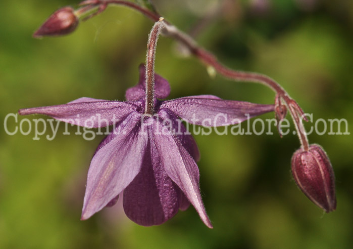 PGC-P-Semiaquilegia-ecalcarata-aka-False-Columbine-3