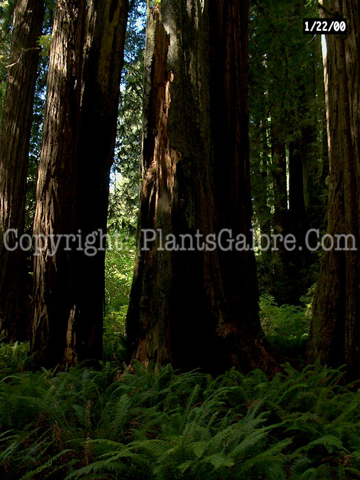 PGC-T-Sequoia-aa4-2010-005