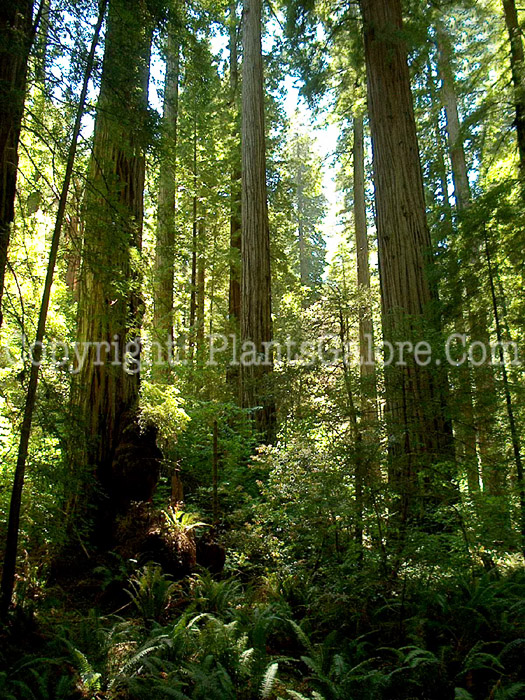 PGC-T-Sequoia-aaf0-2010-035