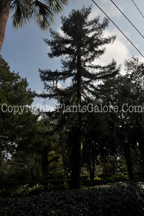 PGC-T-Sequoia-sempervirens-SC-2-2012-1