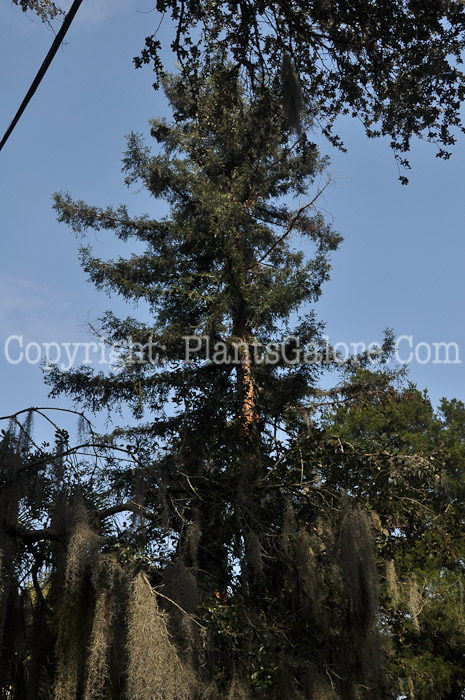 PGC-T-Sequoia-sempervirens-SC-2-2012-3