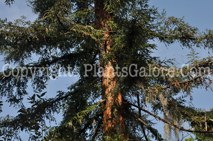 PGC-T-Sequoia-sempervirens-SC-2-2012-5