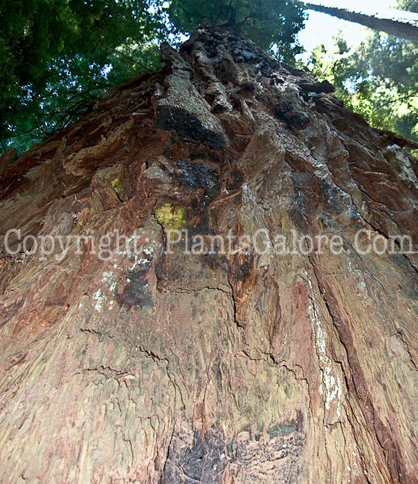 PGC-T-Sequoiadendron-giganteum-aka-Giant-Sequoia-1