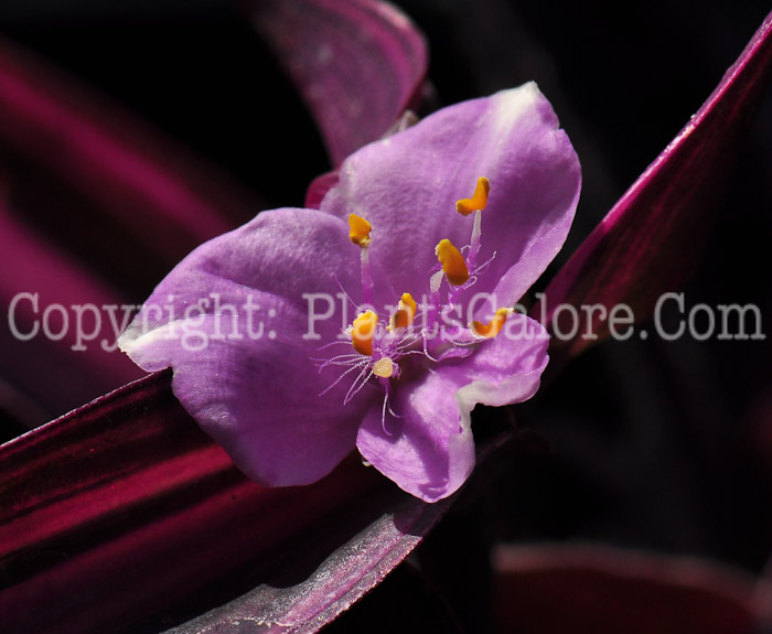 PGC-P-Setcreasea-purpurea-aka-Purple-Heart-2013-2