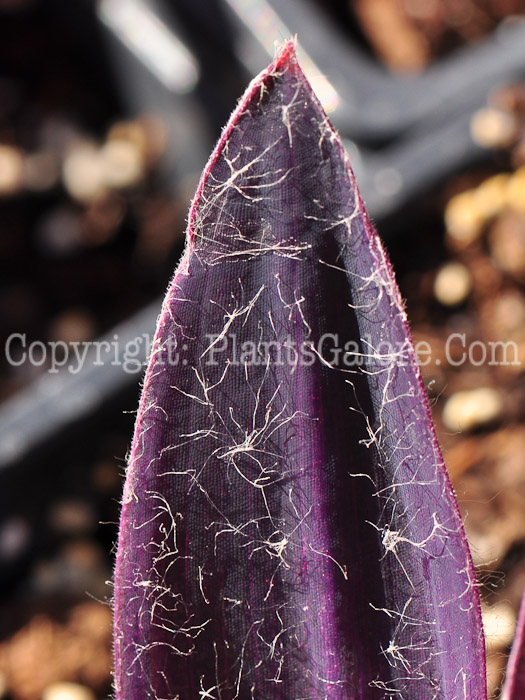 PGC-P-Setcreasea-purpurea-aka-Purple-Heart-2013-6