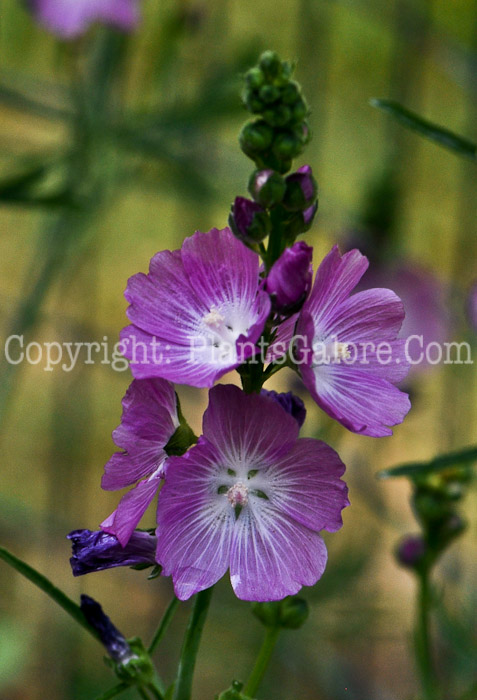 PGC-P-Sidalcea-malviflora-aka-Prairie-Mallow-1