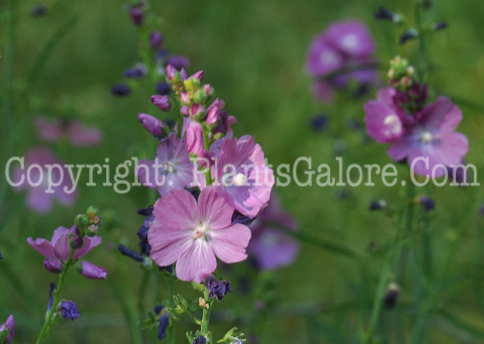 PGC-P-Sidalcea-malviflora-aka-Prairie-Mallow-3