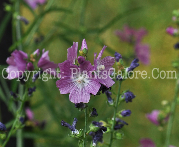 PGC-P-Sidalcea-malviflora-aka-Prairie-Mallow-5