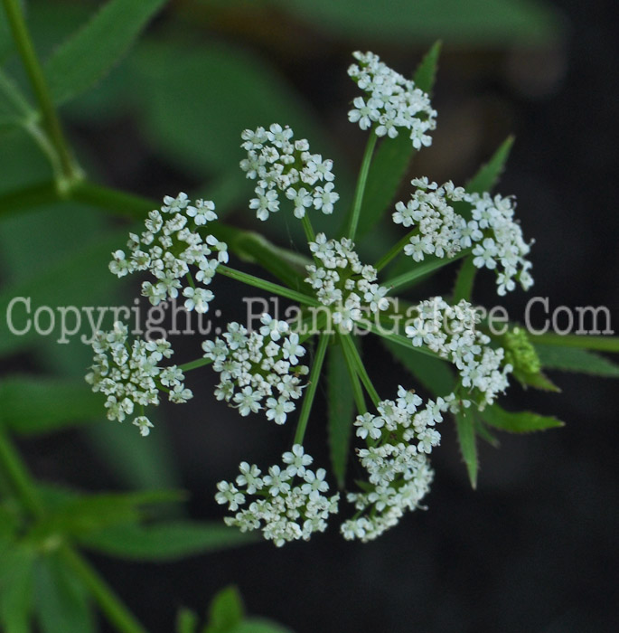 PGC-P-Sium-suave-aka-Water-Parsnip-1