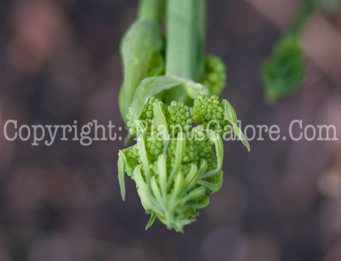 PGC-V-Smilax-lasioneura-aka-Carrion-Flower-0514e-1