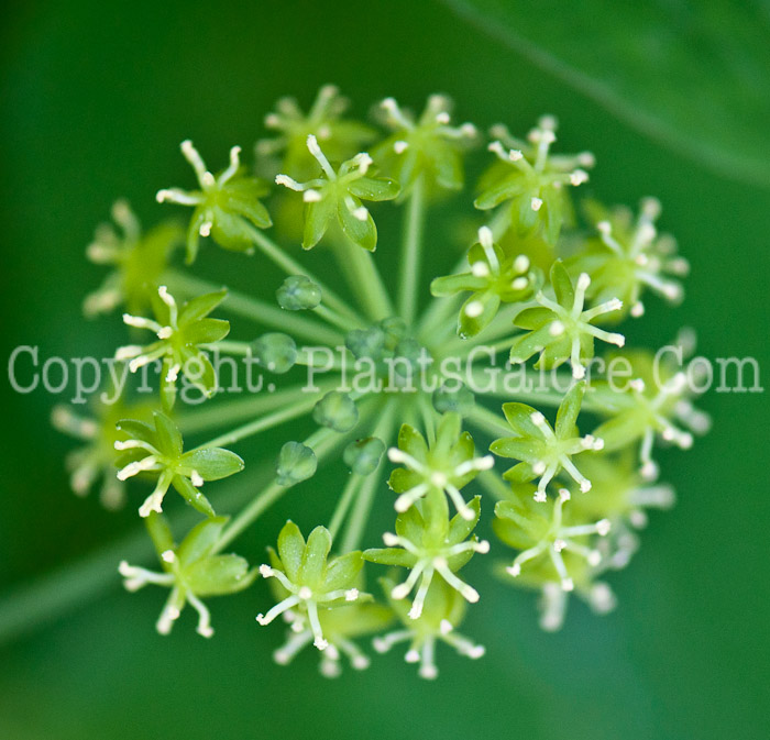 PGC-V-Smilax-lasioneura-aka-Carrion-Flower-0514q-3