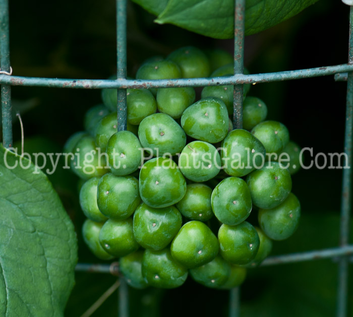 PGC-V-Smilax-lasioneura-aka-Carrion-Flower-0714-1