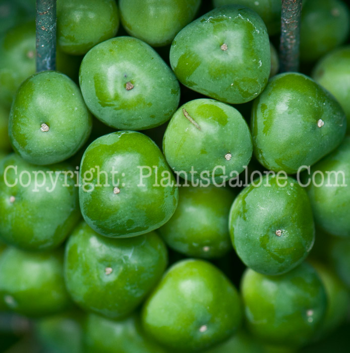 PGC-V-Smilax-lasioneura-aka-Carrion-Flower-0714-2