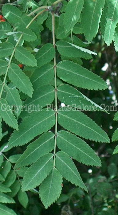 PGC-T-Sorbus-aucuparia-aka-European-Mountainash-5