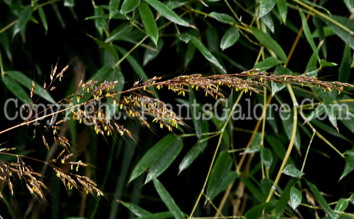 PGC-G-Sorghastrum-nutans-aka-Indian-Grass-2012 (5 of 7)