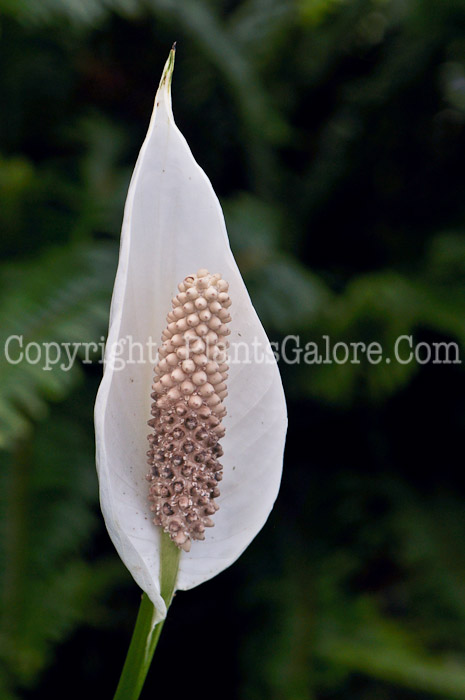 PGC-P-Spathiphyllum-06-12-1