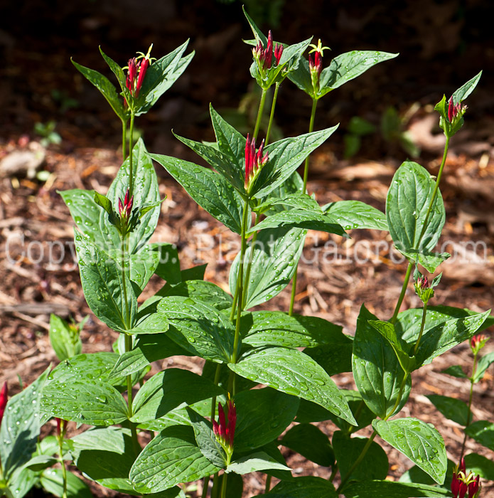 PGC-P-Spigella-marilandica-aka-Indian-Pink-0614a-1