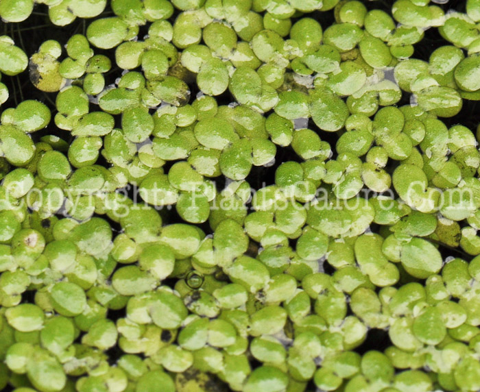 PGC-P-Spirodela-polyrhiza-aka-Duckweed-0214-1
