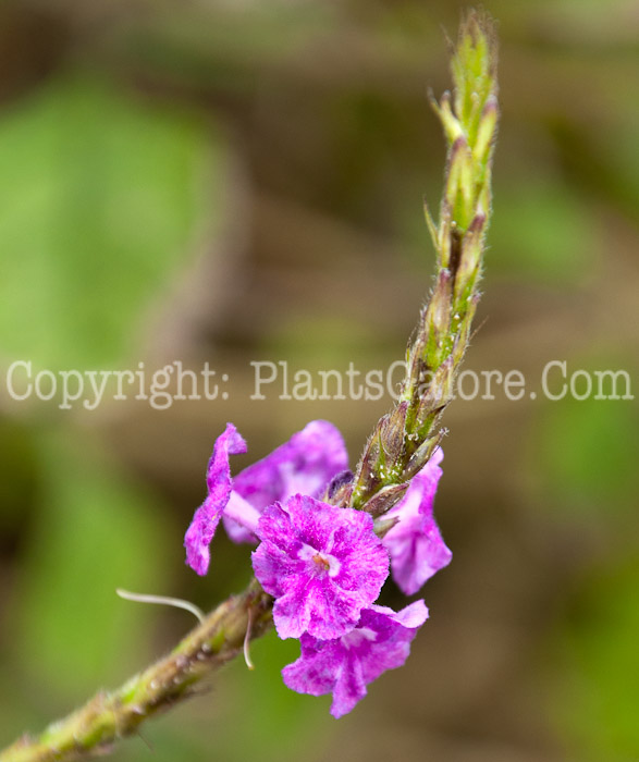 PGC-S-Stachytarpheta-mutabilis-aka-Porterweed-0114-2