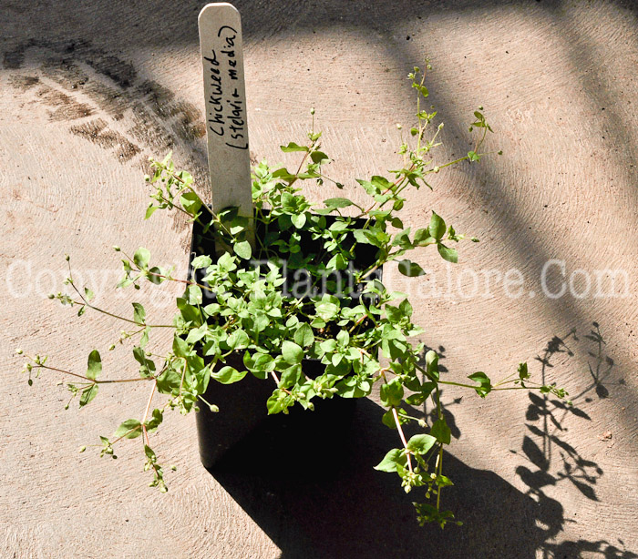 PGC-P-Stelaria-media-msu-chickweed-03-2012-1