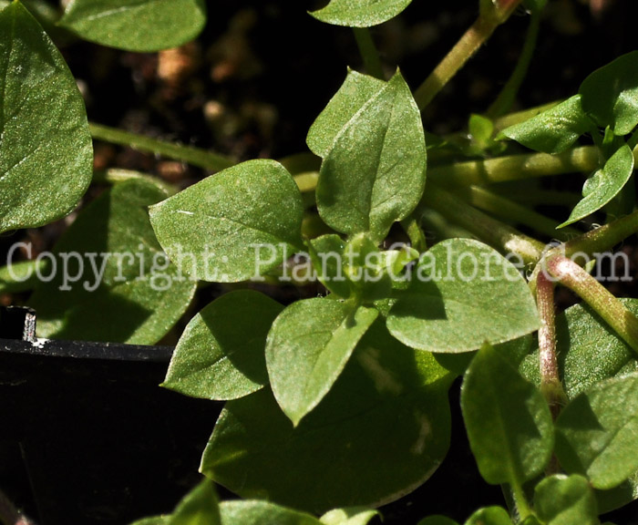 PGC-P-Stelaria-media-msu-chickweed-03-2012-2