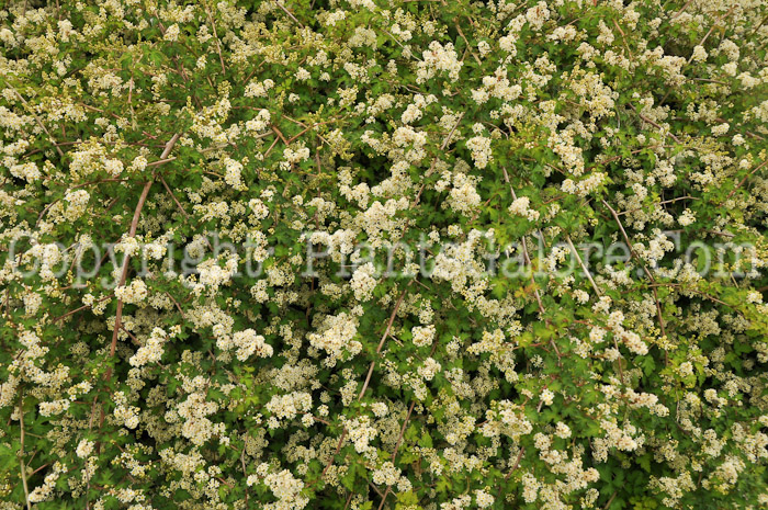 PGC-S-Stephanandra-incisa-Crispa-aka-Crispa-Lace-Shrub-2