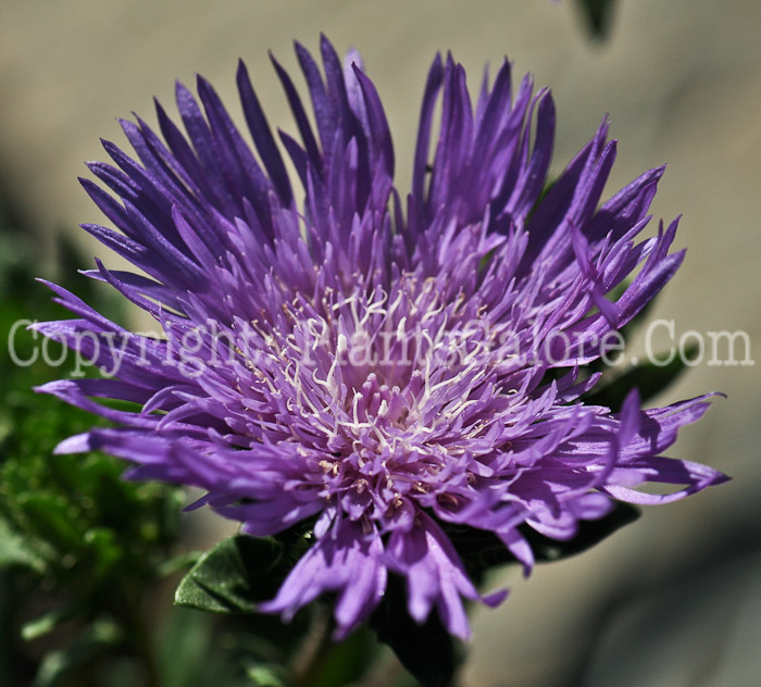 PGC-P-Stokesia-laevis-Honeysong-Purple-aka-Stokes-Daisy-1