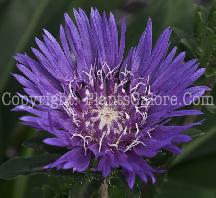 PGC-P-Stokesia-laevis-Honeysong-Purple-aka-Stokes-Daisy-1-1