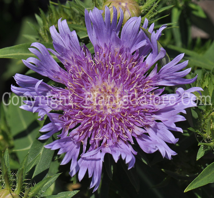 PGC-P-Stokesia-laevis-Honeysong-Purple-aka-Stokes-Daisy-2-1