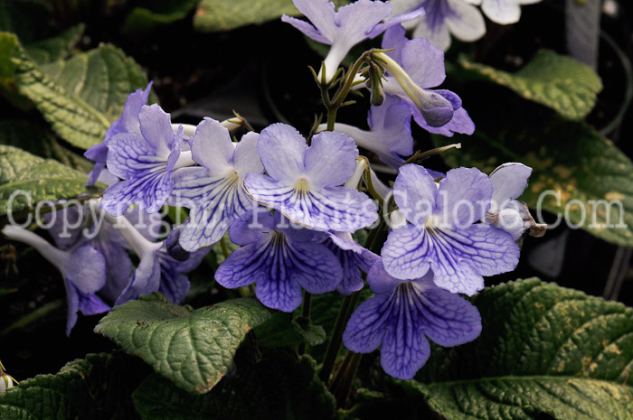 PGC-A-Streptocarpus-White-Ice-aka-Ladyslippers-1