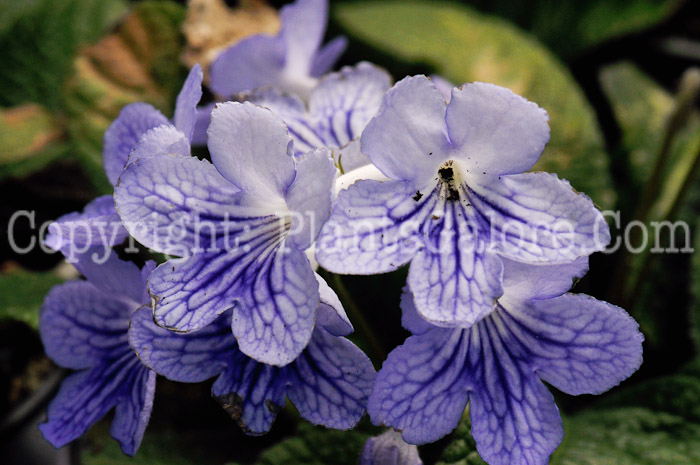 PGC-A-Streptocarpus-White-Ice-aka-Ladyslippers-3