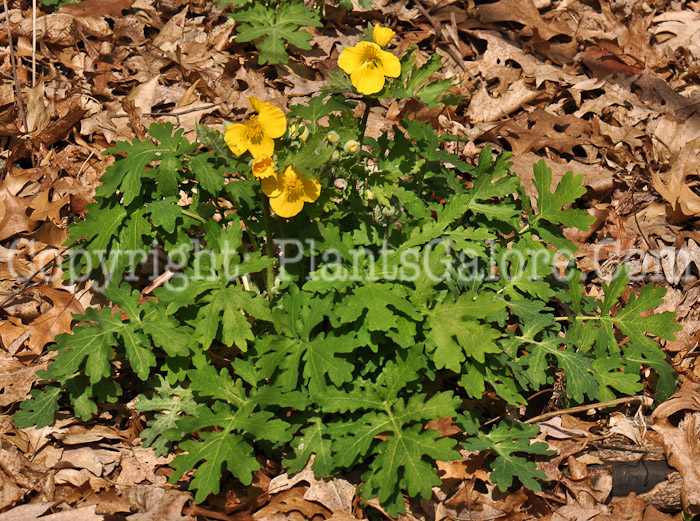 PGC-P-Stylophorum-diphyllum-aka-Wood-Poppy-4